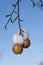 Frozen apples on the tree. Apples covered with snow. Unharvested fruit on a tree in winter