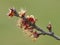 Frozen apricot tree in bloom, frost in the growing season