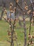 Frozen apricot tree in bloom, frost in the growing season