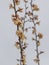 Frozen apricot tree in bloom, frost in the growing season