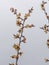 Frozen apricot tree in bloom, frost in the growing season