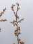 Frozen apricot tree in bloom, frost in the growing season