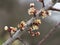 Frozen apricot tree in bloom, frost in the growing season