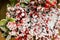Frozen artificial red christmas rowan close-up