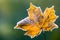 Frozen autumn frost cold morning ice maple leaves