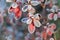 Frozen azalea with red leaves .The first frosts, cold weather, frozen water, frost and hoarfrost. Macro shot. Early