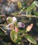 Frozen azalea with red leaves The first frosts, cold weather, frozen water, frost and hoarfrost. Macro shot. Early