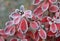 Frozen azalea with red leaves The first frosts, cold weather, frozen water, frost and hoarfrost. Macro shot. Early