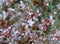 Frozen azalea with red leaves. The first frosts, cold weather, frozen water, frost, and hoarfrost. Macro shot. Early