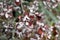 Frozen azalea with red leaves. The first frosts, cold weather, frozen water, frost, and hoarfrost. Macro shot. Early