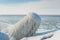 Frozen Baltic sea and concrete tetrapods in sunny winter day. Port entrance and breakwater. Ventspils, Latvia