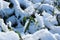 Frozen bamboo branch leaf covered with snow close up view