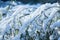 Frozen bamboo branch leaf covered with snow close up view