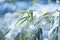 Frozen bamboo branch leaf covered with snow close up view