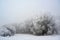 Frozen bare trees with hoar frost on a forest clearing, gray landscape on a cold foggy winter day, copy space