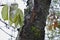 The frozen bark and green leaves on the park trees