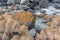 Frozen beach with stones at Ullsfjord in Troms county, Norway