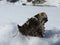 A Frozen Beautiful Butterfly In The Snow