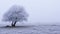 Frozen Beauty: Steppe Tree Glistening with Frost