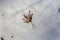 Frozen, beige, sycamore leaf on white snow close-up