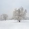 Frozen birch tree in the fog