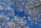 Frozen birch trees against blue sky