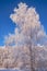 Frozen birch trees covered with hoarfrost and snow