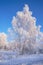 Frozen birch trees covered with hoarfrost and snow