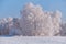 Frozen birch trees covered with hoarfrost and snow