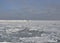 Frozen Black Sea in winter. Icy pier under a snowy sky. Seated and soaring seagulls