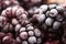 Frozen Blackberry fruits, food background