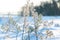 Frozen Blades of Grass Against a Snowy Winter