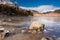 Frozen Blea Tarn