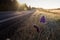 Frozen Bluebell By the Road