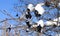 Frozen branch of aronia with black berries and snow on clear blue sky background
