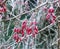 Frozen branch of barberry bush covered of hoarfrost