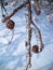 Frozen branch on sweet gum tree with seed pods