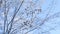 Frozen branches linden tree in the snow on a blue sky nature landscape winter