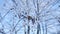 Frozen branches linden tree in the snow on a blue sky nature winter landscape