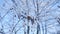 Frozen branches linden tree in the snow on a blue sky nature winter landscape