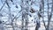 Frozen branches linden tree in the snow on a blue sky winter nature landscape