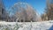 Frozen branches of trees in ice winter magic landscape