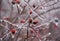 Frozen briar berries