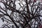 Frozen briar tree branches grey sky