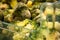 frozen broccoli florets and brussel sprouts inside freezer fridge closeup