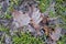 Frozen brown oak and willow leafs in the grass