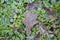 Frozen brown oak and willow leafs in the grass