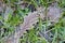 Frozen brown oak and willow leafs in the grass