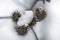 A frozen bucket of snow captured on dry thistles