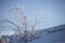 Frozen bush on the mountain hill